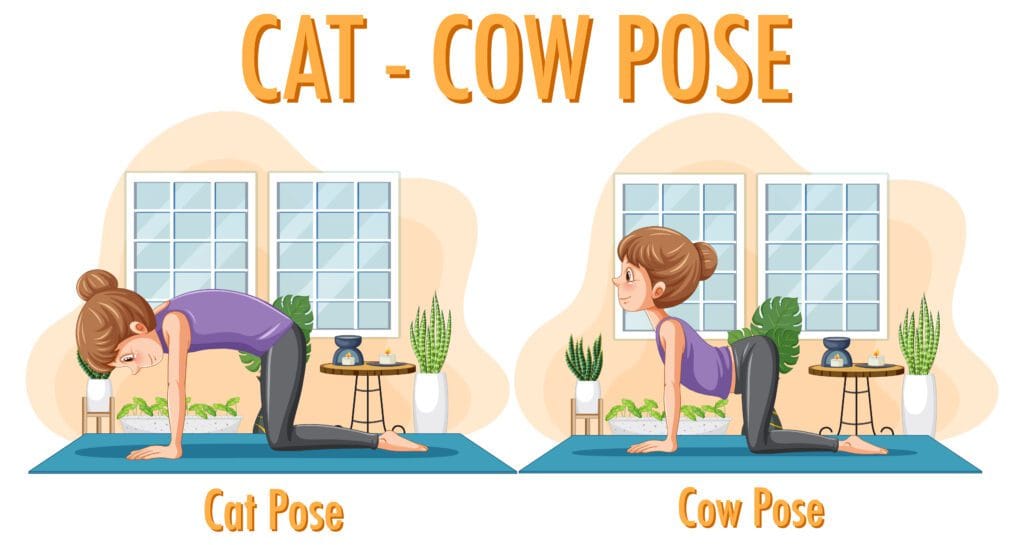 Cat and Camel Pose