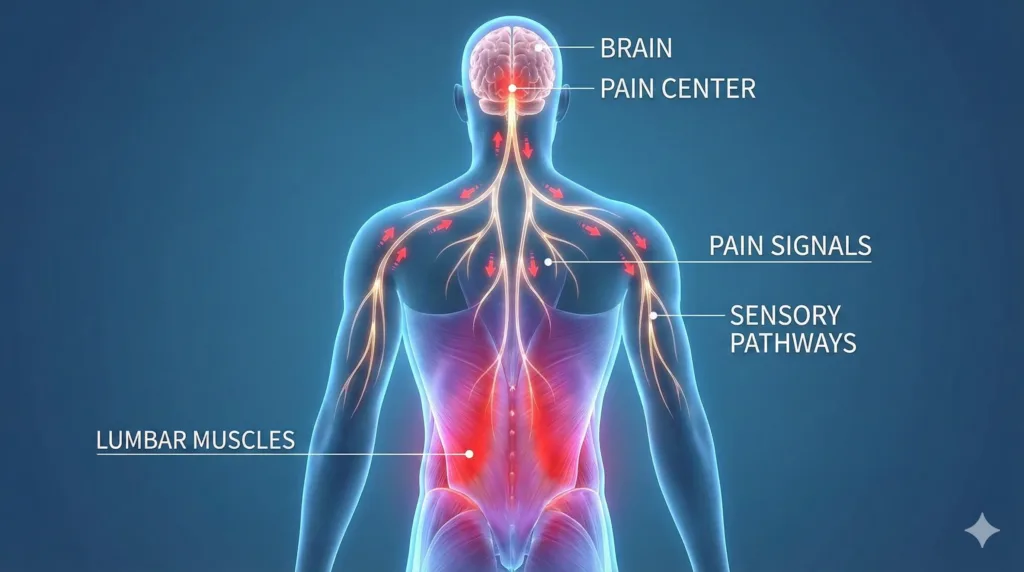 low back pain muscles 